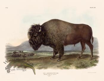 056 Bison